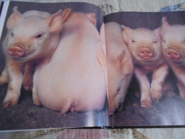 洋書　豚の写真集　PIGS　可愛いブタ　並外れたブタ　優しいブタ　いろいろ_画像7