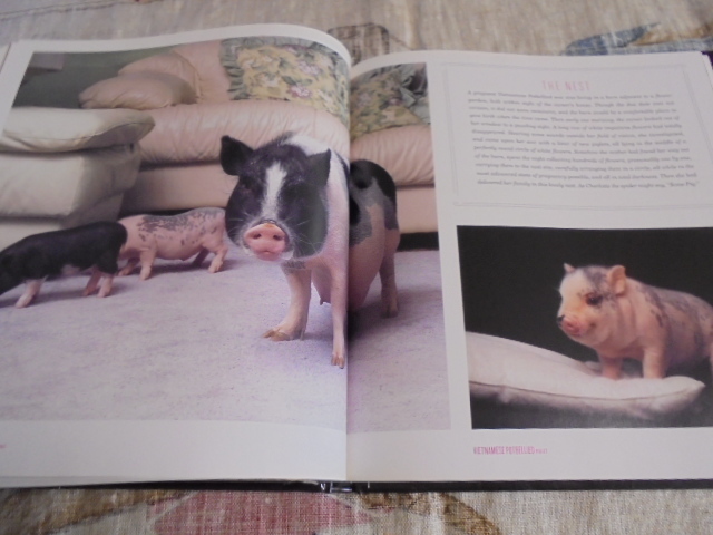 洋書　豚の写真集　PIGS　可愛いブタ　並外れたブタ　優しいブタ　いろいろ_画像4