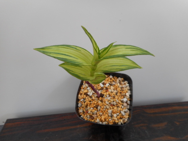 山野草斑入り葉カキラン2 www.seedsindia.org