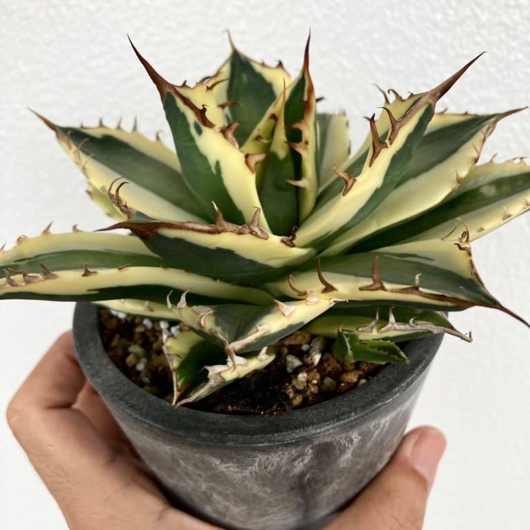 親株 子株付き アガベ チタノタ スナグルトゥース agave titanota