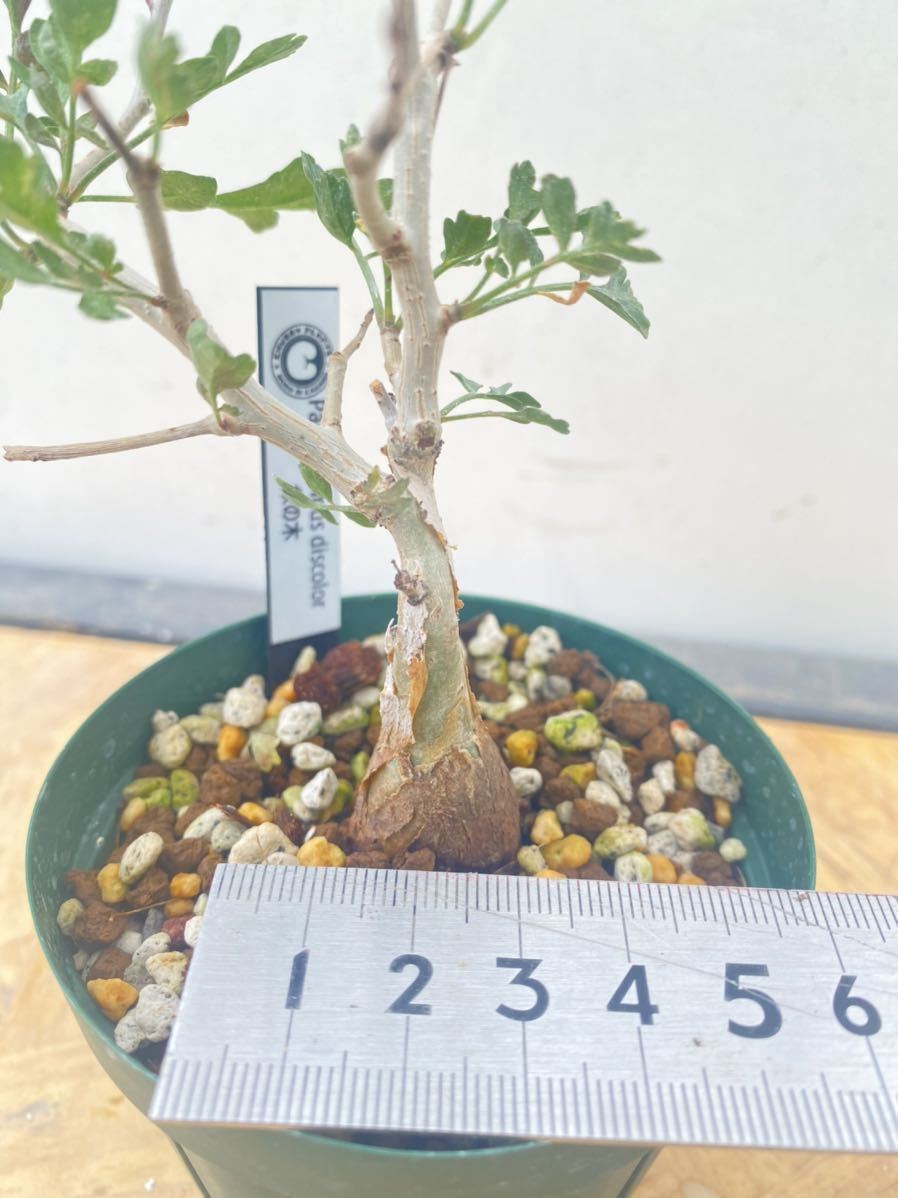パキコルムス ディスカラー 象の木 観葉植物 パキコルムス ディスカラー 象の木 観葉植物