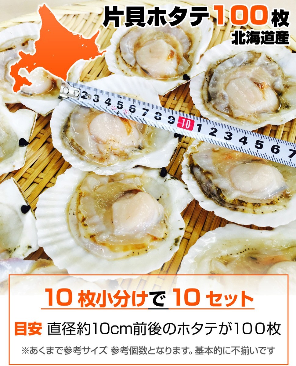 新登場 殻付ホタテ貝 冷凍 8枚入 ×1個<br>北海道産 ほたて貝 片貝