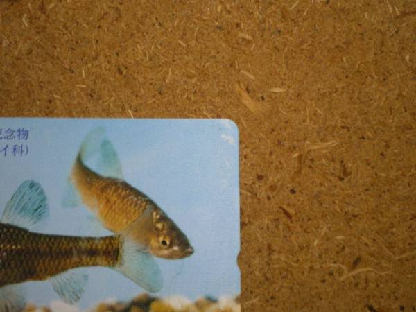 doub* рыба utsumotsugo Speedster натуральный память предмет стрела произведение новый . фирма телефонная карточка 