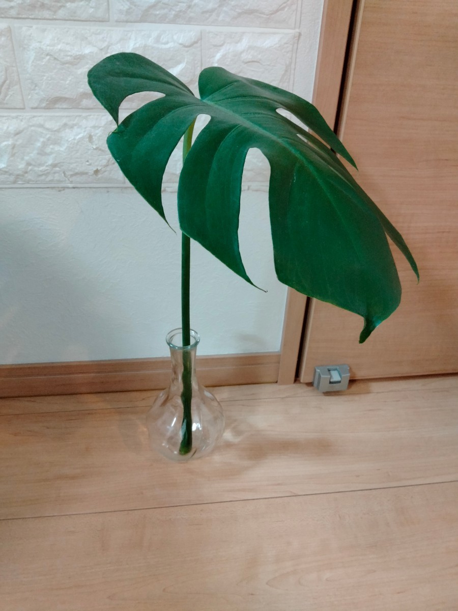   モンステラ　観葉植物