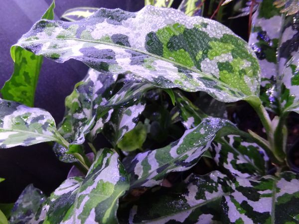 花芽潜伏芽有りAglaonema Pictum Tricolor アグラオネマ ピクタム トリカラー*1.2.3枚目参考親株写真 3