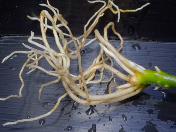 花芽潜伏芽有りAglaonema Pictum Tricolor アグラオネマ ピクタム トリカラー*1.2.3枚目参考親株写真 6