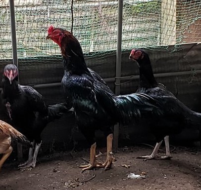 黒種大軍鶏の種卵（有精卵）５個_画像5