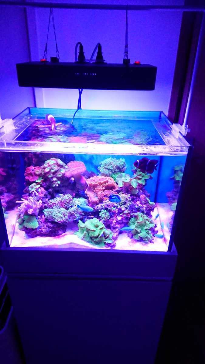 最大56%OFFクーポン 海水魚 サンゴ水槽 LEDライト 165w 
