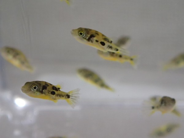 10％OFF １０匹 アベニーパファー １から２ＣＭ S SMサイズ WILD 淡水魚 熱帯魚 生体 即決 ８０サイズ関東送料８７３円  www.planadenjan.com