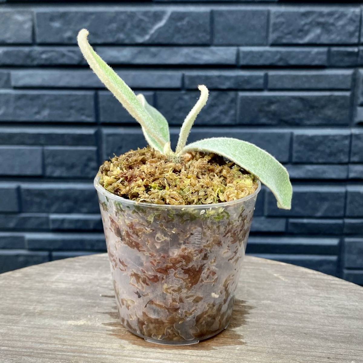 ビカクシダ胞子 Monster Veitchii胞子⑤ 植物 | energis.com.au