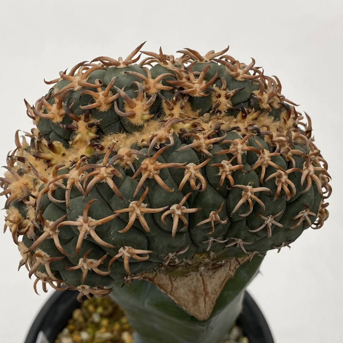 ◇ギムノカリキウム 短刺天平丸 綴化◇サボテン・多肉植物 ◇300