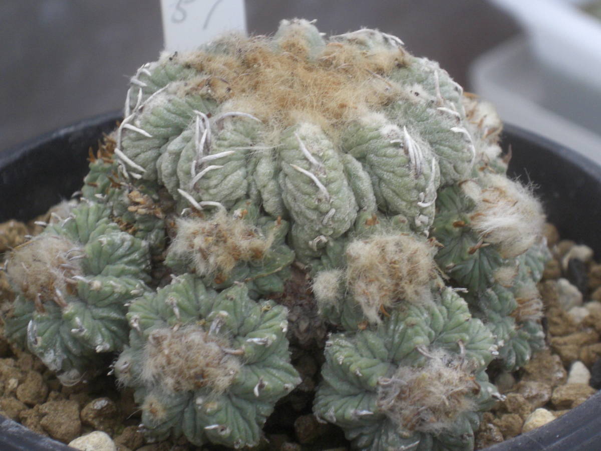 サボテン 花籠群生 実生 (57) blueskysolutions.com.au