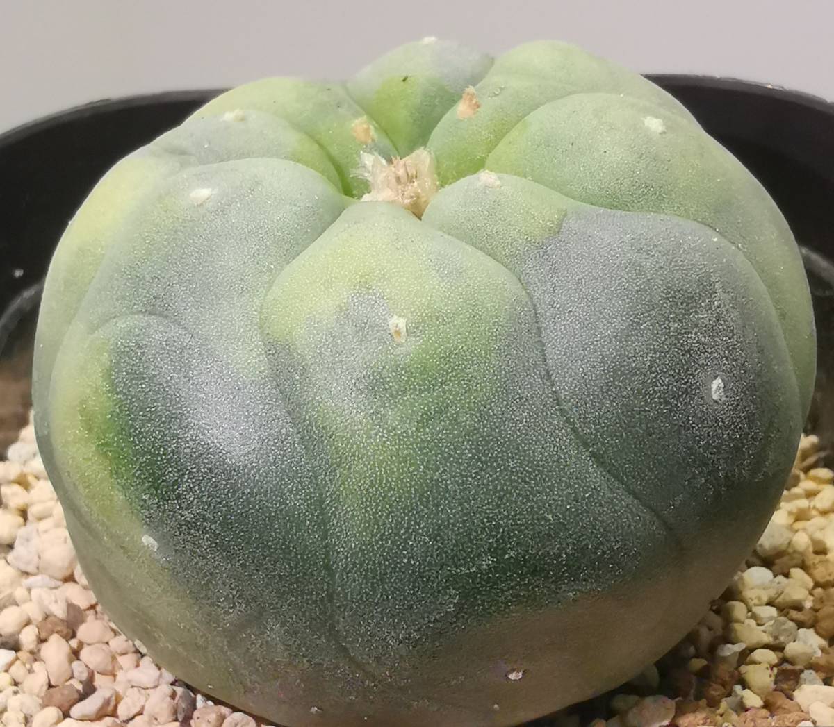 ♪♪サボテン 銀冠玉錦 実生約6、2㎝ ロフォフォラ 多肉植物♪ ♪♪サボテン 銀冠玉錦 実生約6、2㎝ ロフォフォラ 多肉植物♪