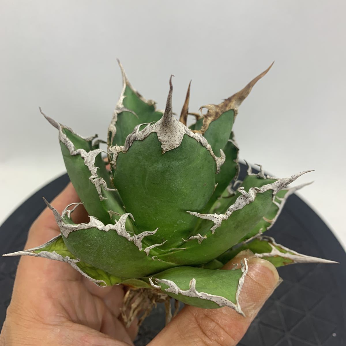 アガベ チタノタ シーザー Agave titanota ハデス | eko-flor.hr