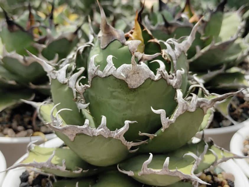 アガベ チタノタ シーザー agave titaonota caesar ccorca.org