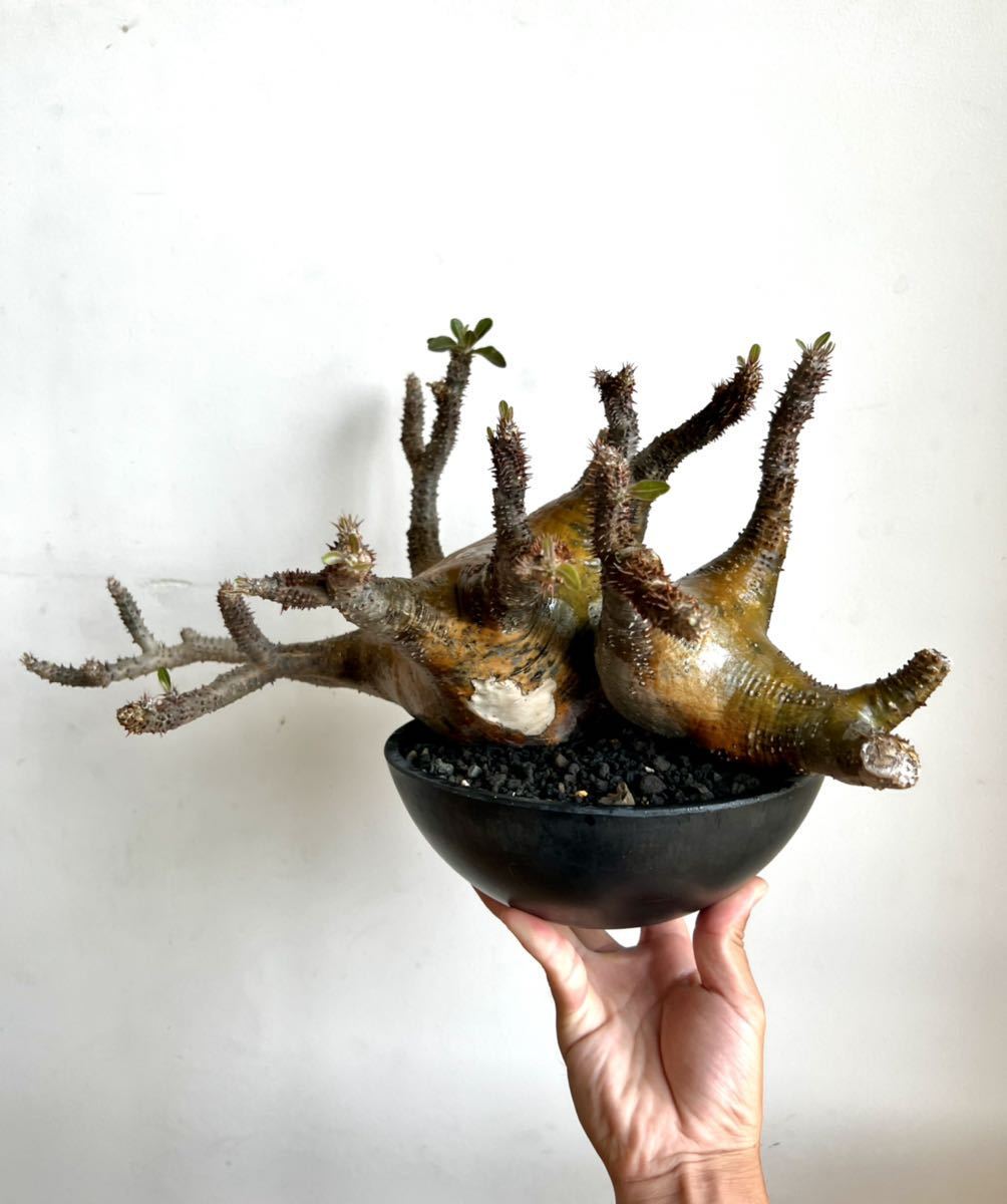 collection 中株 パキポディウム マカイエンセ 赤茶肌 八岐大蛇 魔界玉