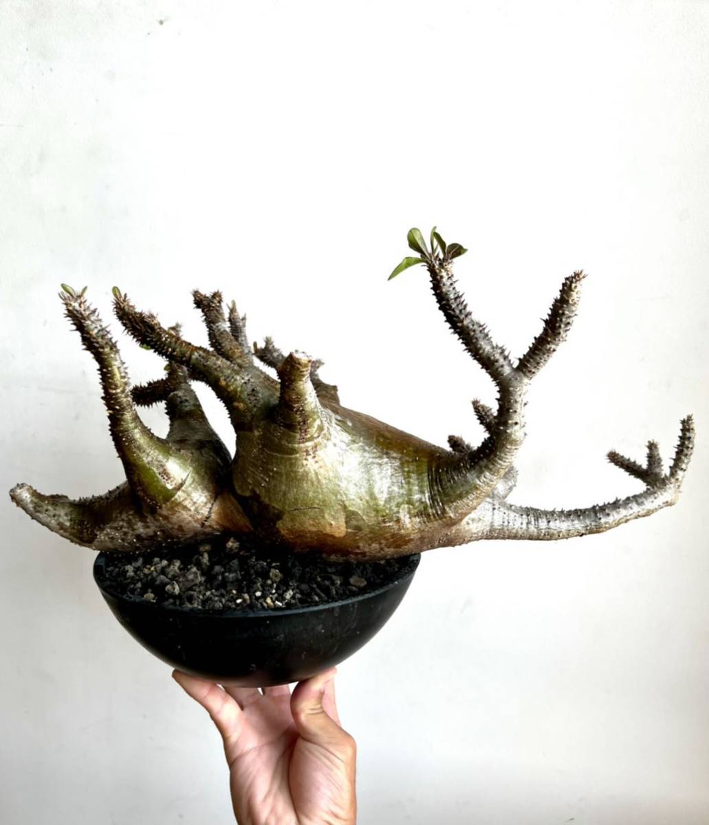collection 大株 パキポディウム マカイエンセ 二頭 赤茶肌 魔界玉