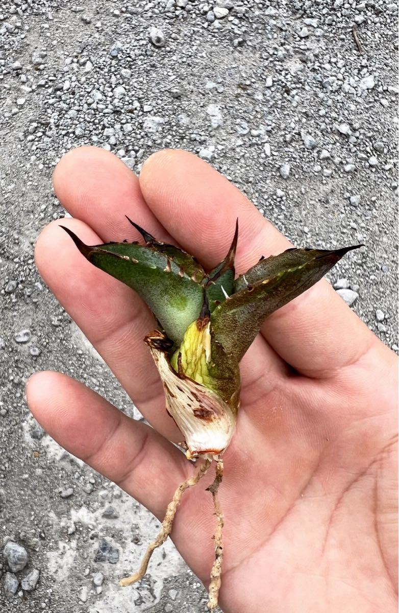 アガベ チタノタ fo-076 oteroi 選抜子株 agave titanota アガベ チタノタ fo-076 oteroi 選抜子株 agave titanota