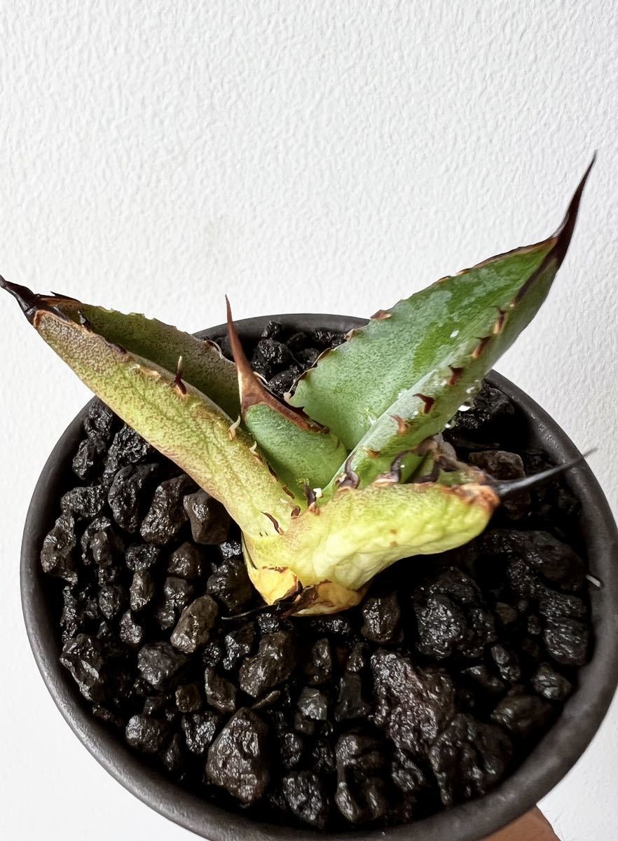 アガベ チタノタ fo-076 oteroi 選抜子株 agave titanota アガベ チタノタ fo-076 oteroi 選抜子株 agave titanota