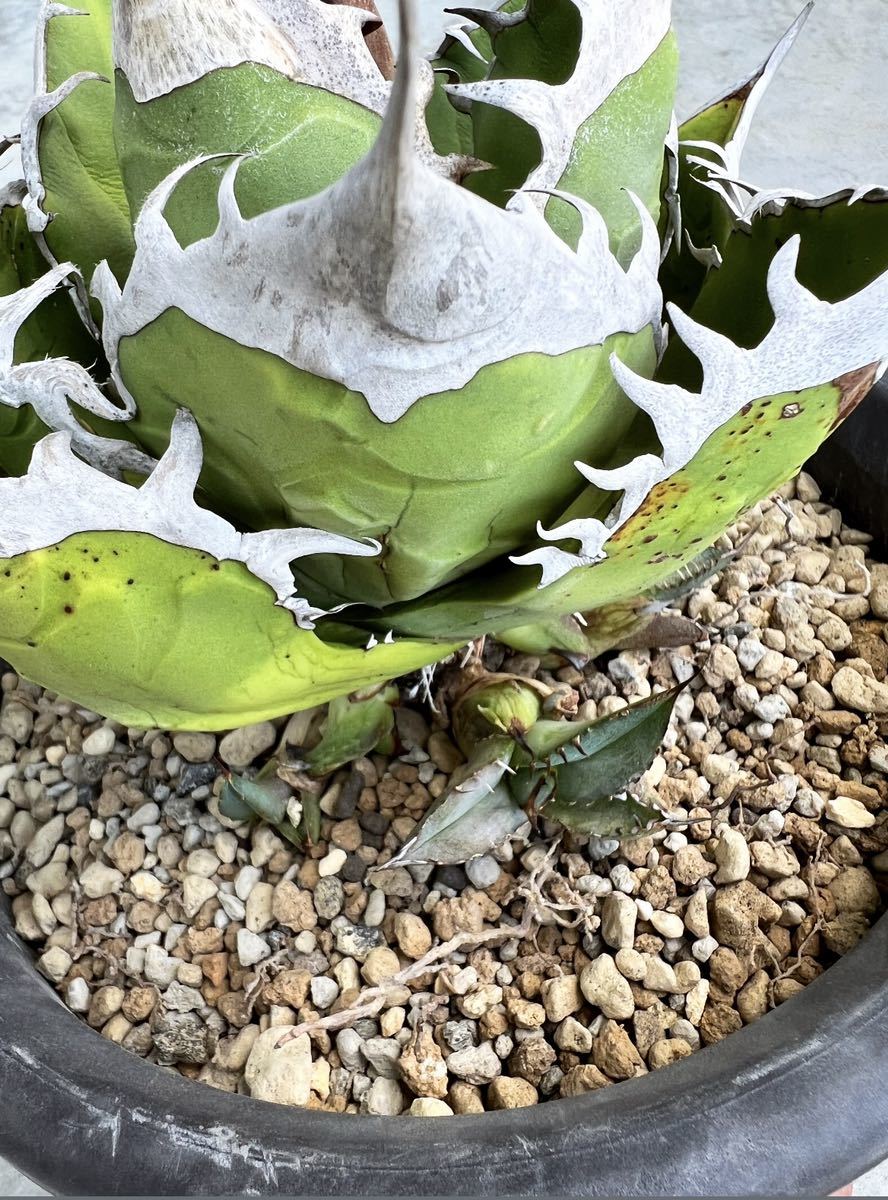 アガベ チタノタ fo-076 oteroi 選抜子株 agave titanota アガベ チタノタ fo-076 oteroi 選抜子株 agave titanota