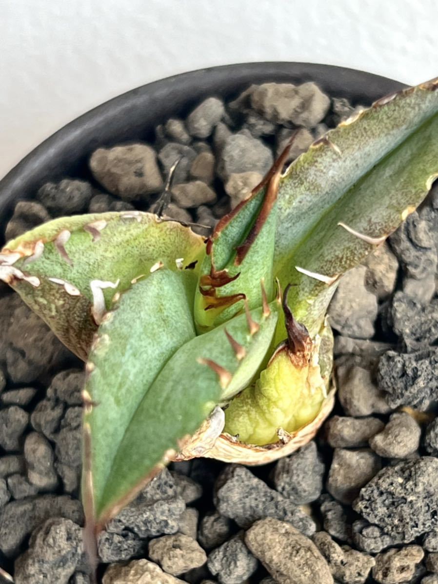 アガベ チタノタ fo-076 oteroi 選抜子株 agave titanota アガベ チタノタ fo-076 oteroi 選抜子株 agave titanota