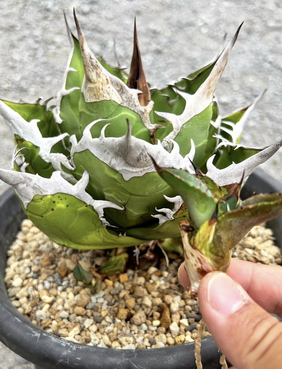 アガベ チタノタ fo-076 oteroi 選抜子株 agave titanota アガベ チタノタ fo-076 oteroi 選抜子株 agave titanota
