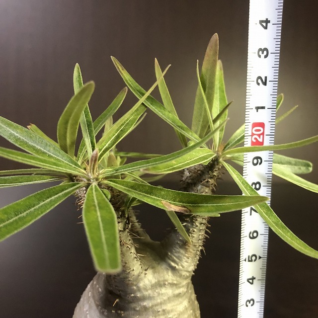 象牙宮　Pachypodium rosulatum v.gracilius　　パキポディウム　　塊根植物　_画像9