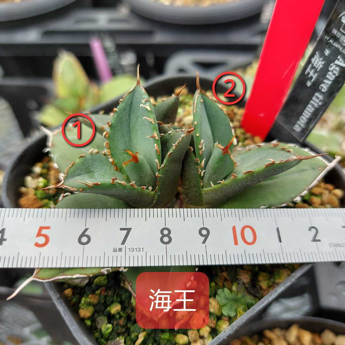 アガベ チタノタ 海王 超希少 中国株 輸入 胴切り 子株 ② アガベ チタノタ 海王 超希少 中国株 輸入 胴切り 子株 ②