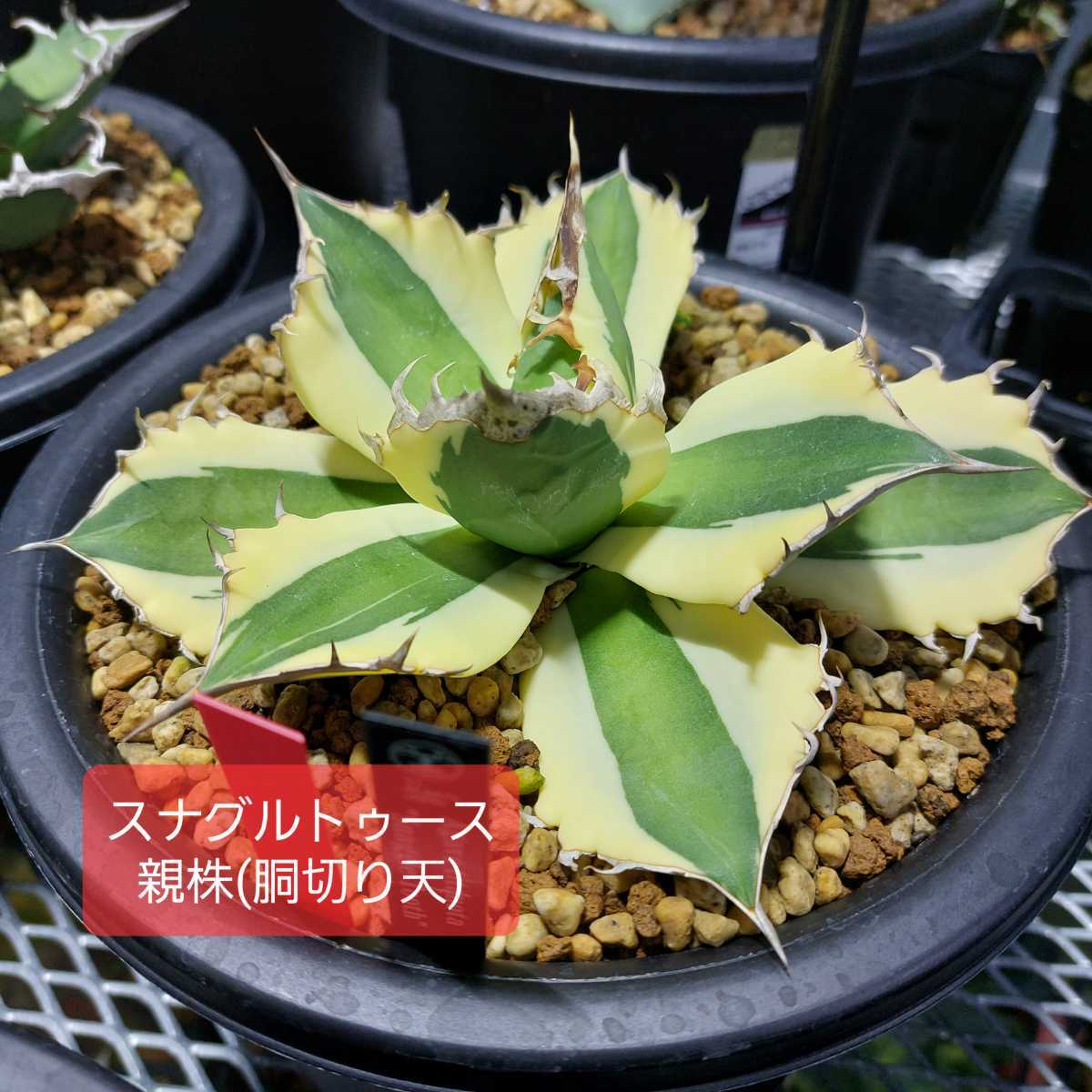 アガベ チタノタ スナグルトゥース 超希少 US株 胴切り 子株 ② | www