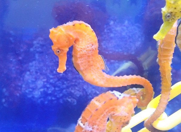 【海水魚】ブリード カリビアンシーホース（Orange/Lサイズ）【1匹】（±8-10cm）（サンプル画像）（生体）