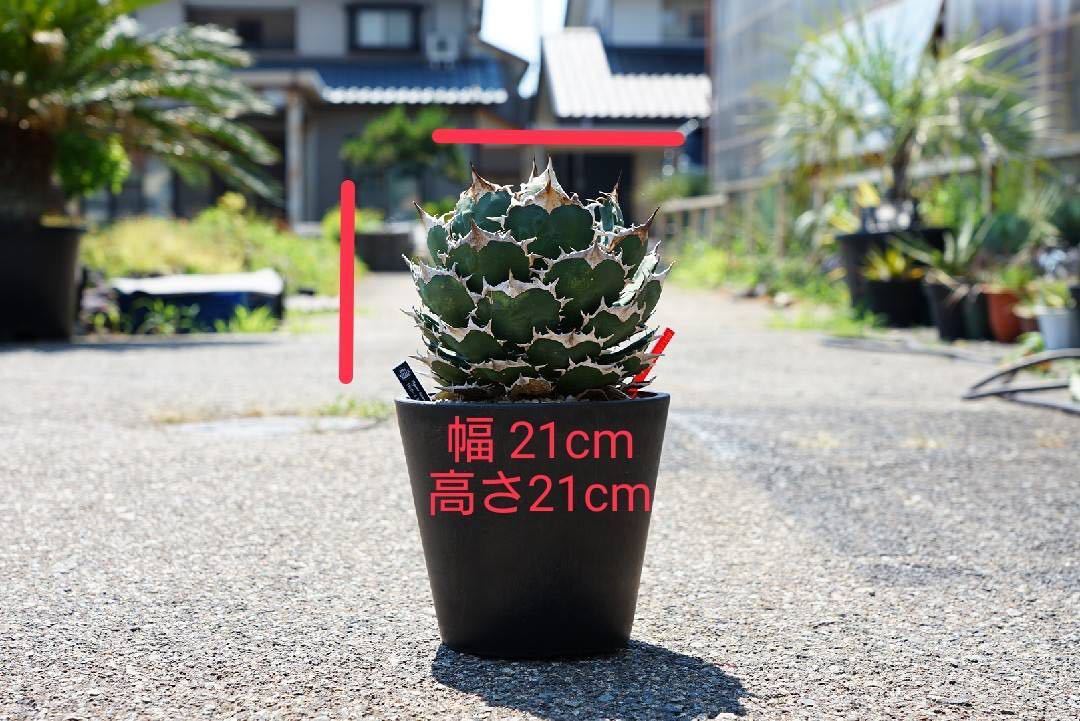 AGAVE TITANOTA FO-076ボールタイプ 親株出品 オテロイ 特選株 アガベ