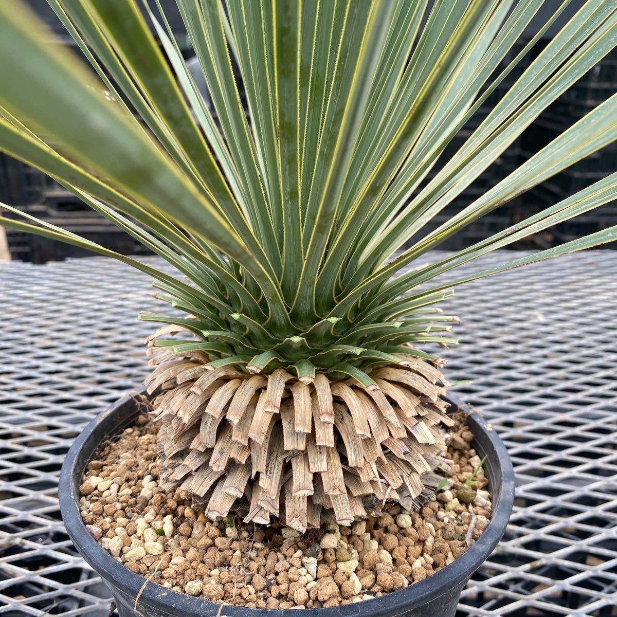 ユッカロストラータ Yucca 6号(18cm)プラ鉢 観葉植物 ユッカロストラータ Yucca 6号(18cm)プラ鉢 観葉植物