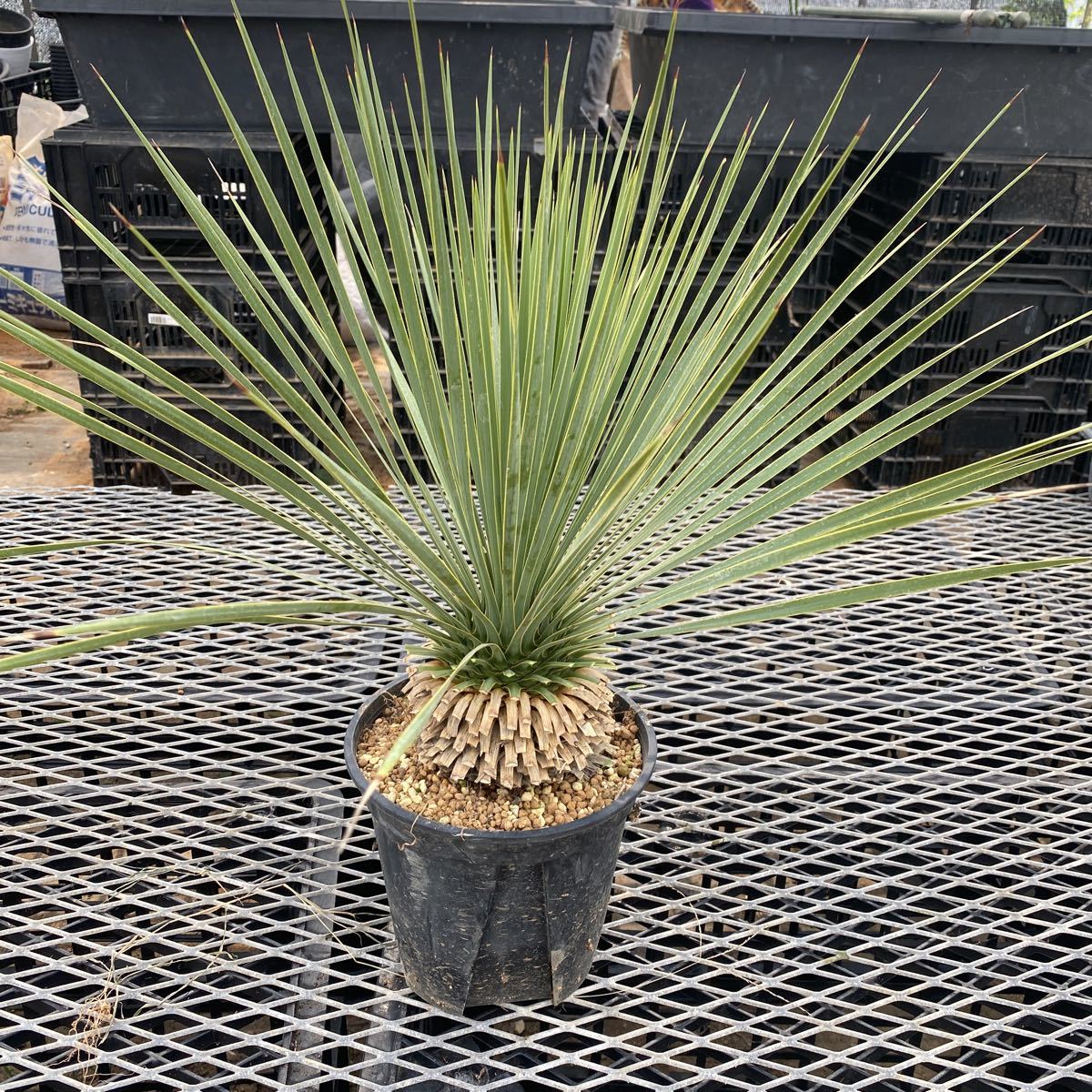 ユッカロストラータ Yucca 6号(18cm)プラ鉢 観葉植物 ユッカロストラータ Yucca 6号(18cm)プラ鉢 観葉植物