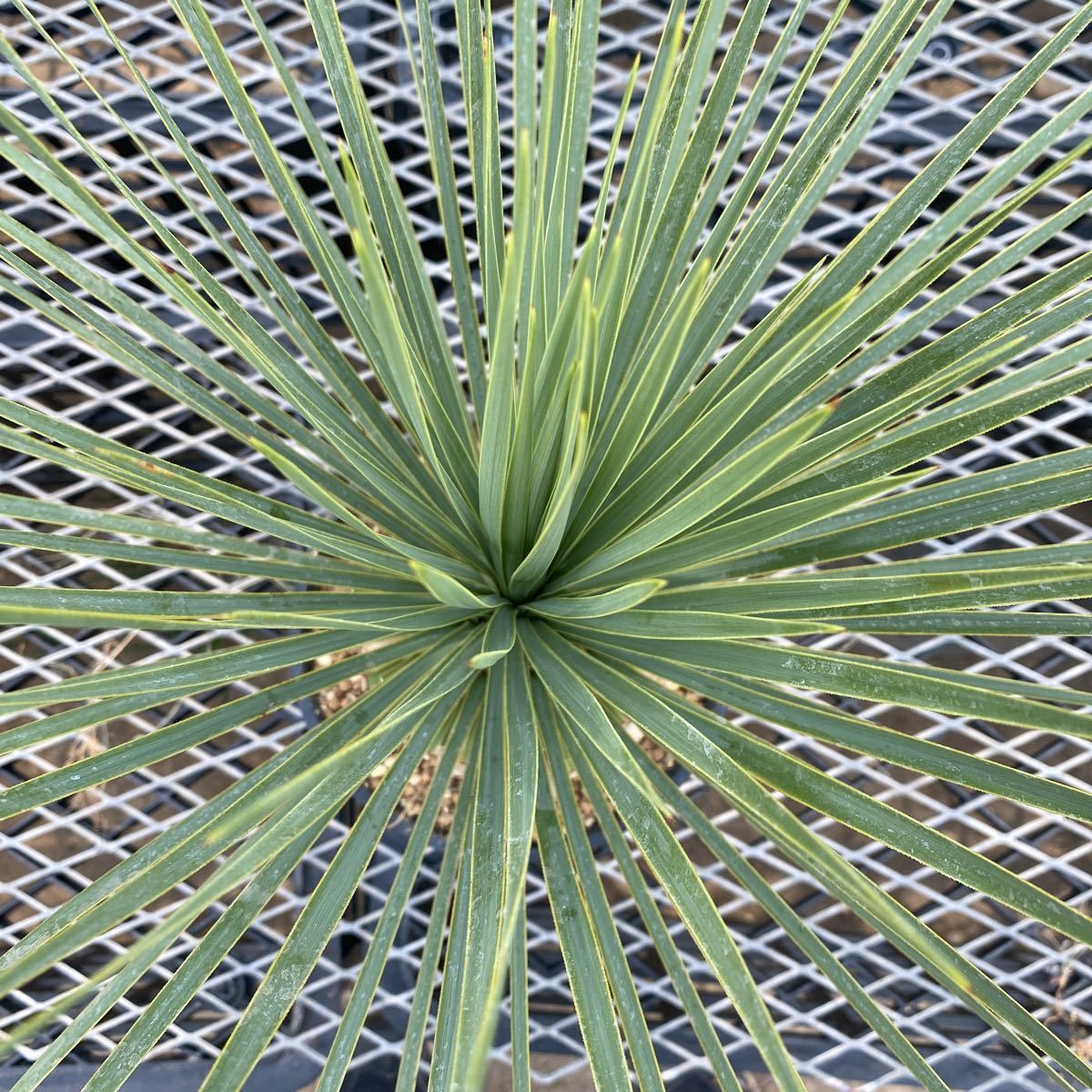 ユッカロストラータ Yucca 6号(18cm)プラ鉢 観葉植物 ユッカロストラータ Yucca 6号(18cm)プラ鉢 観葉植物