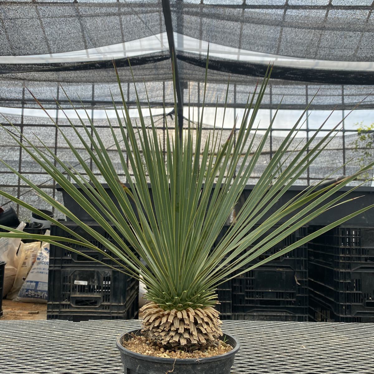 ユッカロストラータ Yucca 6号(18cm)プラ鉢 観葉植物 ユッカロストラータ Yucca 6号(18cm)プラ鉢 観葉植物