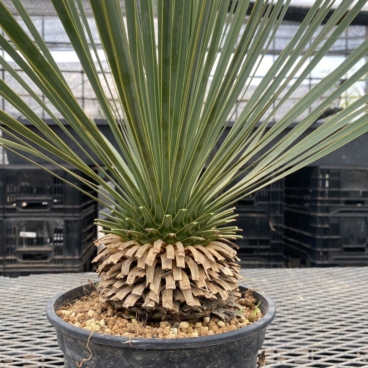 ユッカロストラータ Yucca 6号(18cm)プラ鉢 観葉植物 ユッカロストラータ Yucca 6号(18cm)プラ鉢 観葉植物