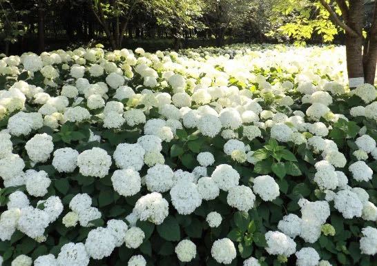 Hydrangea arborescens ‘Annabelle’ アナベル　西洋アジサイ　大株　ハイドランジア_画像4