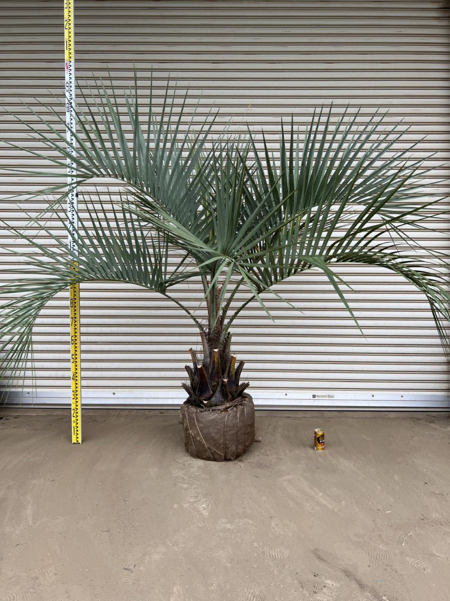ございます ヤフオク! ヤシ 庭木 植木 庭 - ココスヤシ 形状良