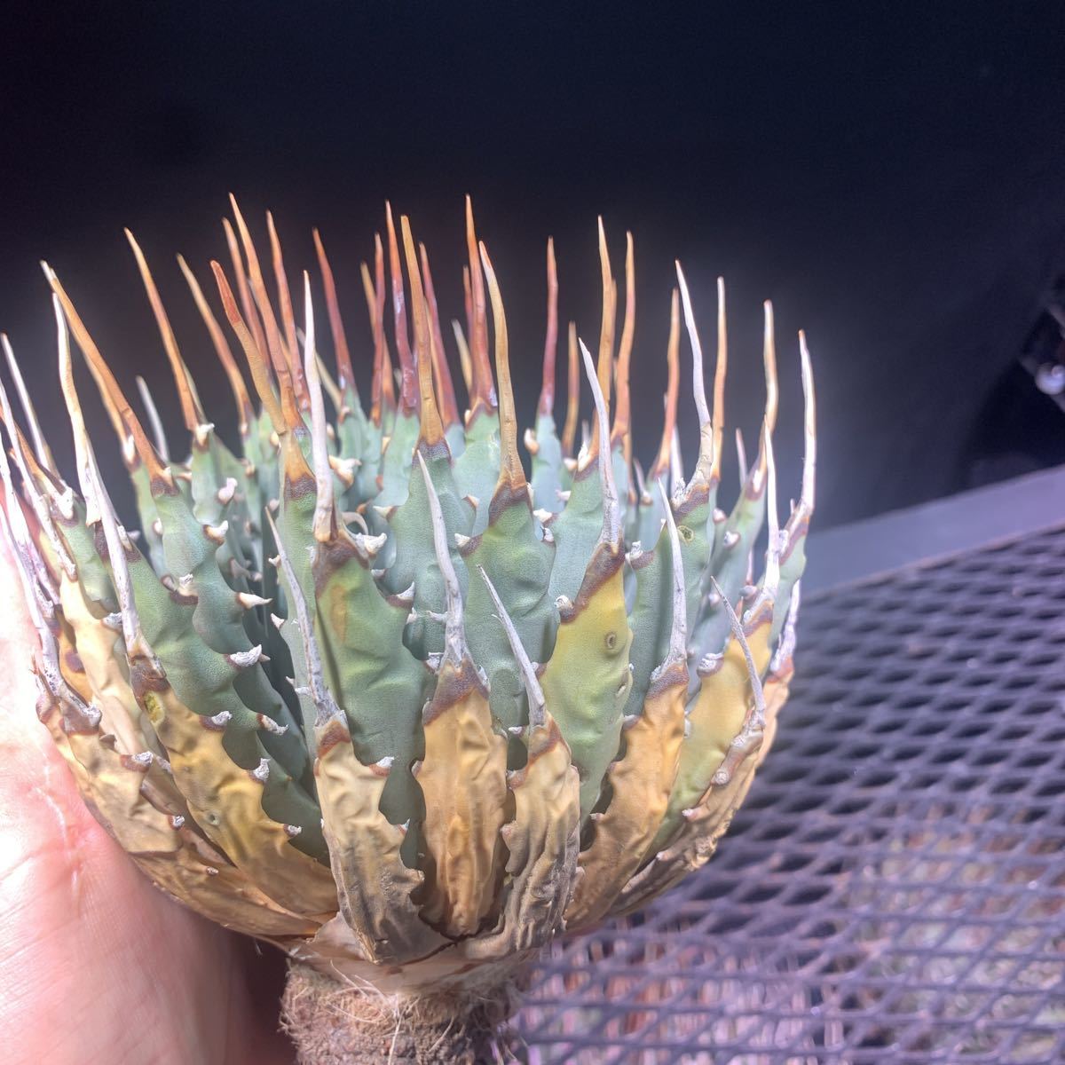 ユタエンシスエボリスピナ エボリスピナ 短葉 良型 多肉植物 アガベ