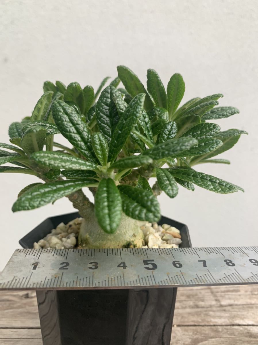 Dorstenia gigas ドルステニア ギガス 実生 2 | contifarma.pe
