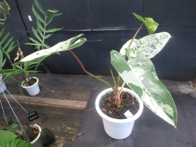 販売割引 Philodendron ilsemanii ☆フィロデンドロン