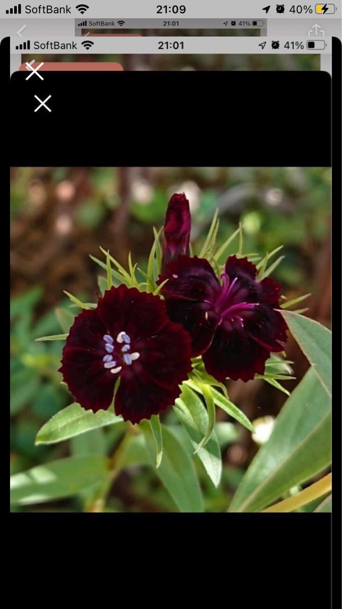 種子　ダイアンサス ソーティー　種20粒　宿根草　チョコレートの様な赤黒花　即購入禁止