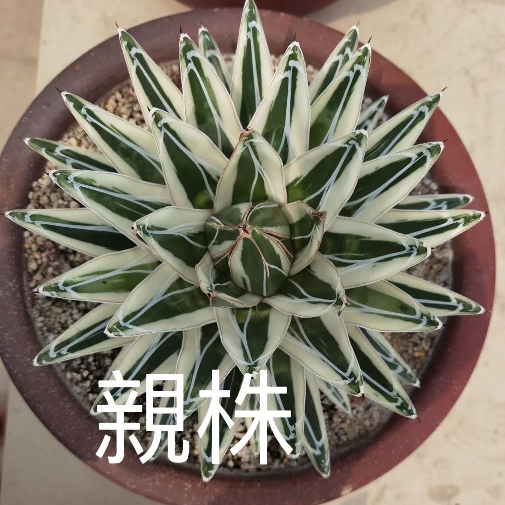 3 多肉植物 アガベ 氷山 良い苗 2株 未発根 期間限定特売(アガベ)|売買されたオークション情報、yahooの商品情報をアーカイブ公開 - オークファン(aucfan.com) 3 多肉植物 アガベ 氷山 良い苗 2株 未発根 期間限定特売(アガベ)|売買されたオークション情報、yahooの商品情報をアーカイブ公開 - オークファン(aucfan.com)
