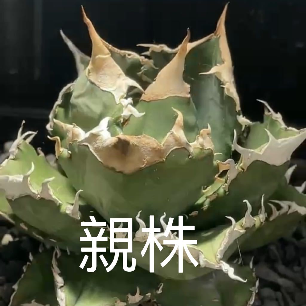 4 多肉植物アガベ チタノタ白火焔子株 - 1
