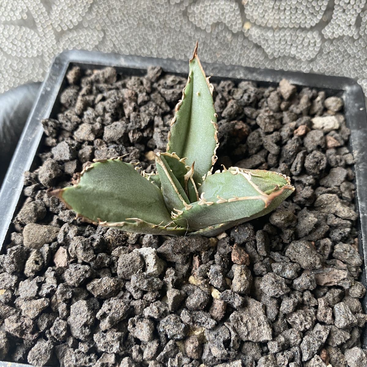 1 多肉植物 アガベ チタノタ 海王 特選極上株 発根済 超希少株 | yppsdp.id