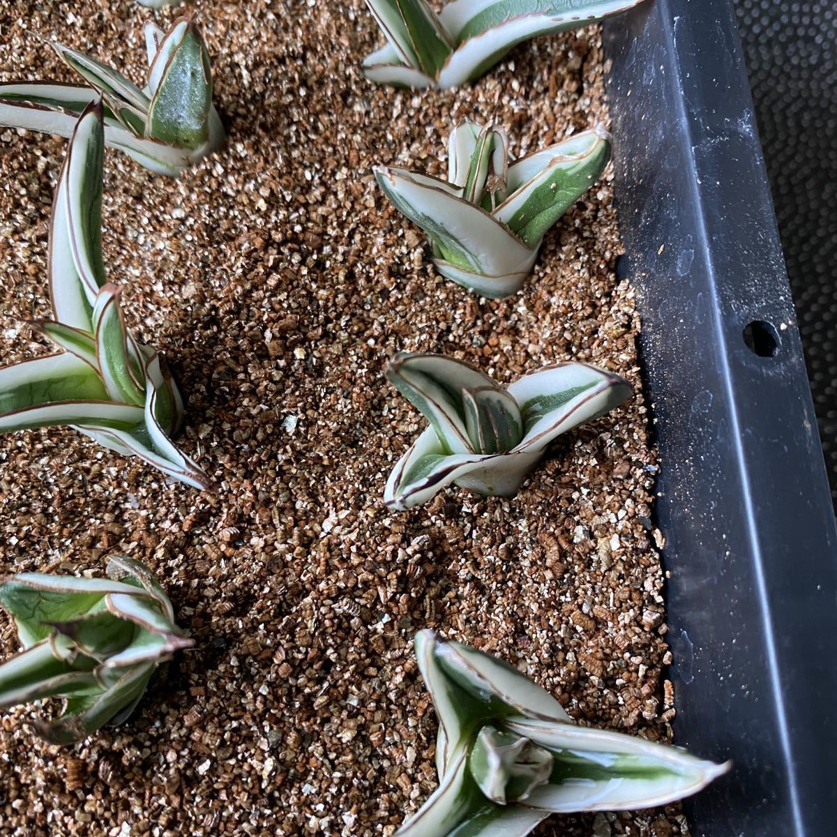 履き心地◎ 多肉植物 アガベ 氷山 良い苗 未発根 期間限定特売 履き心地◎ 多肉植物 アガベ 氷山 良い苗 未発根 期間限定特売