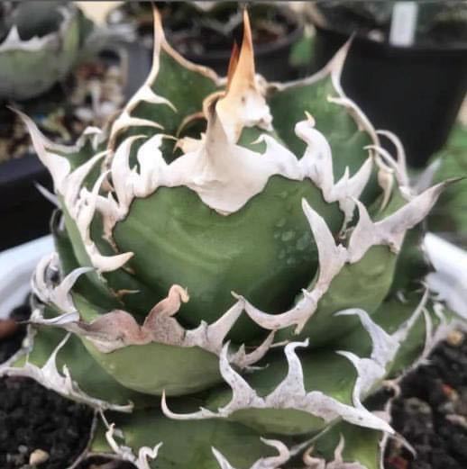 7/15 import agave chitanotasi- The -Agave titanota caesar. stock