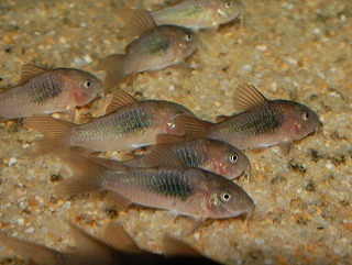 上品な 即決 熱帯魚 コリドラスアエネウス5匹 赤コリドラス コリドラスレッド Shubhamholidayhomes Com 上品な 即決 熱帯魚 コリドラスアエネウス5匹 赤コリドラス コリドラスレッド Shubhamholidayhomes Com