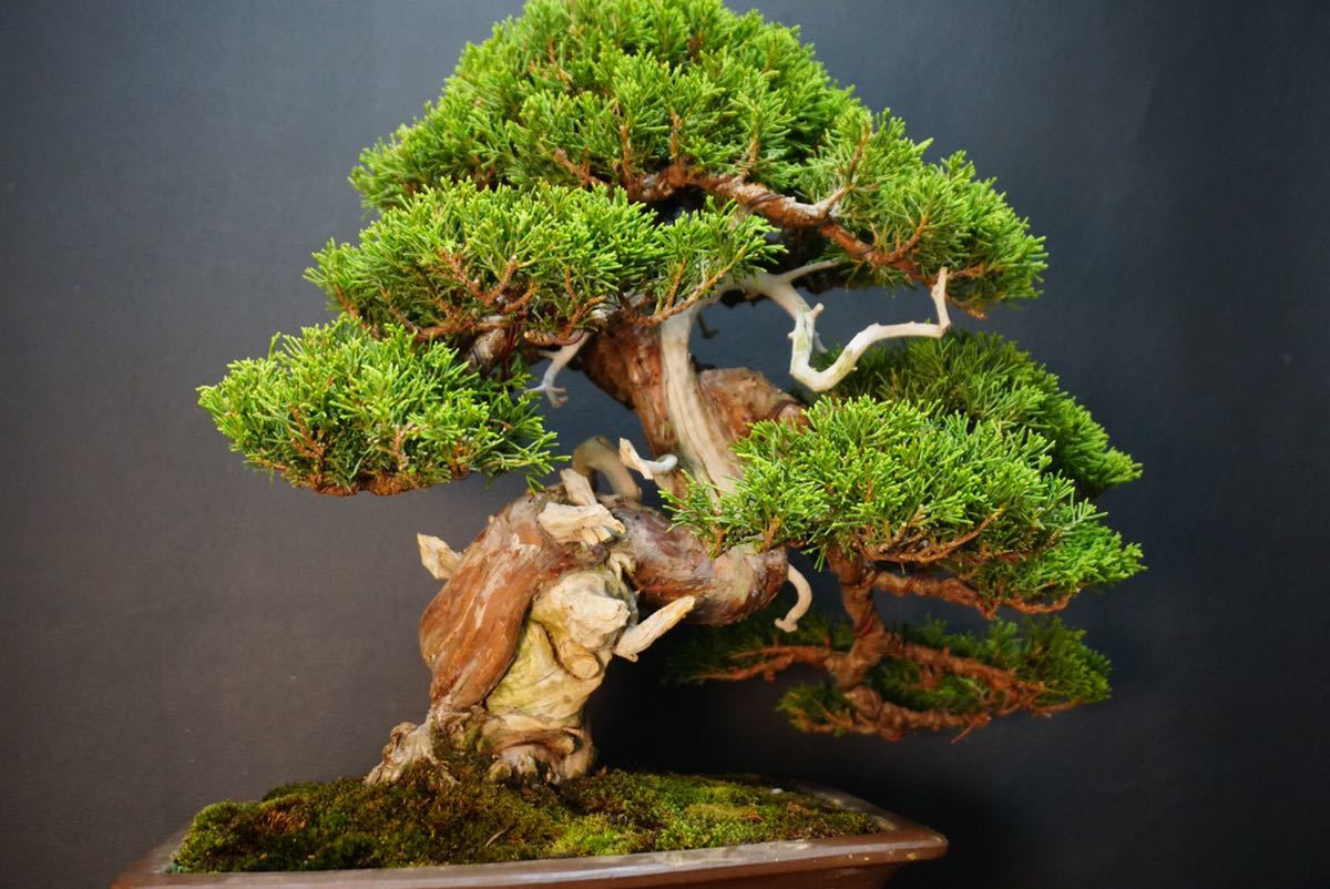 ヤフオク! - 《糸魚川真柏》糸魚川 真柏 盆栽 真柏盆栽 樹高40cm