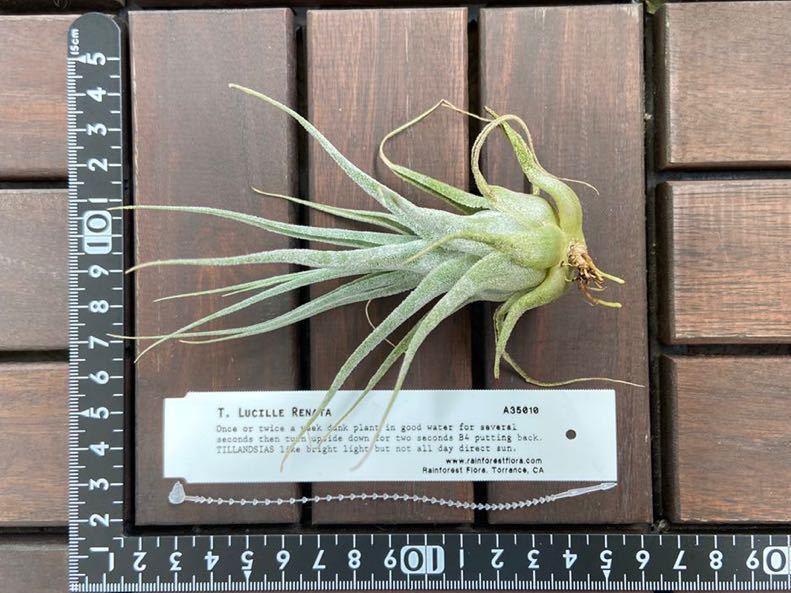 RFIタグ付 Tillandsia Lucille Renata【 ルシール レナータ